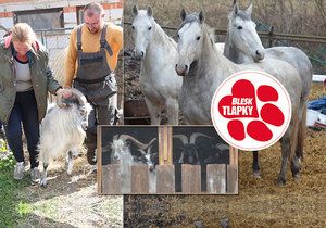 Kozy z balkonu za tři sta, koně na převýchovu! Týraná zvířata z kauzy Číčovice propadla státu.