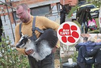 Úředníci nekonali, kozy ano. V domě hrůzy našli místo sedmi kusů 40hlavé stádo