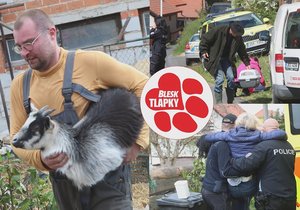 V domě hrůzy bylo místo sedmi koz 40hlavé stádo! Zvířata se rozmnožila kvůli nečinnosti úředníků