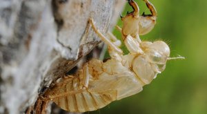 Sedmnáctileté cikády: Hmyz, který se domlouvá 