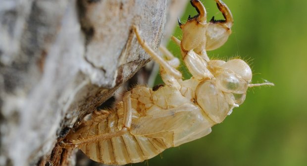 Sedmnáctileté cikády: Hmyz, který se domlouvá