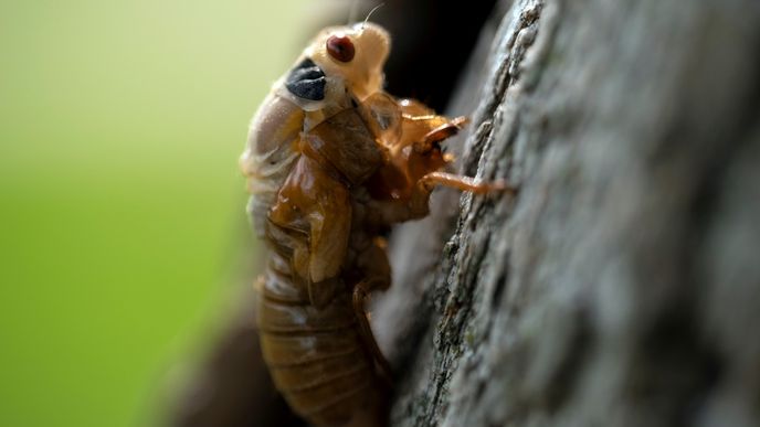 Cikády se vrací v cyklech. Jednou za čas pak roje hlučného hmyzu zaplaví vše.