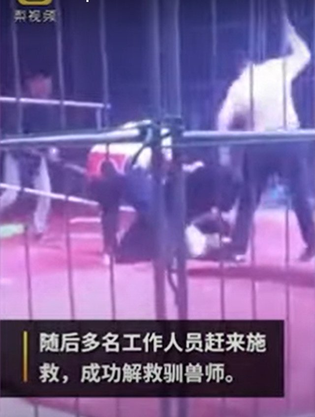 V čínském cirkusu medvěd napadl cvičitele, protože mu zabránil pochutnat si na dobrotě, která přiletěla od jednoho z diváků.