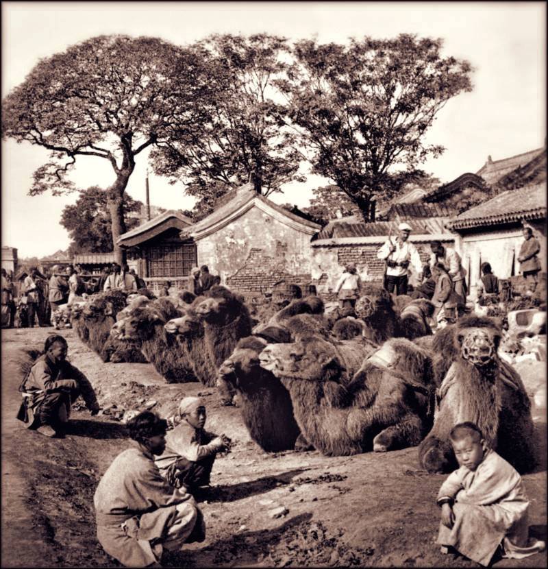 Před zavedením železnice se dlouhé cesty často vykonávaly na velbloudech. (Peking, 1901)