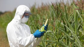 Čína se zamilovala do GMO: Osází miliony hektarů.