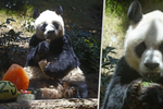 V Hongkongu zemřela nejstarší žijící panda velká, bylo jí 35 let.