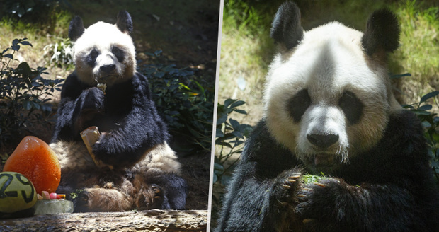 Zemřela nejstarší panda světa: An An bylo 35 let