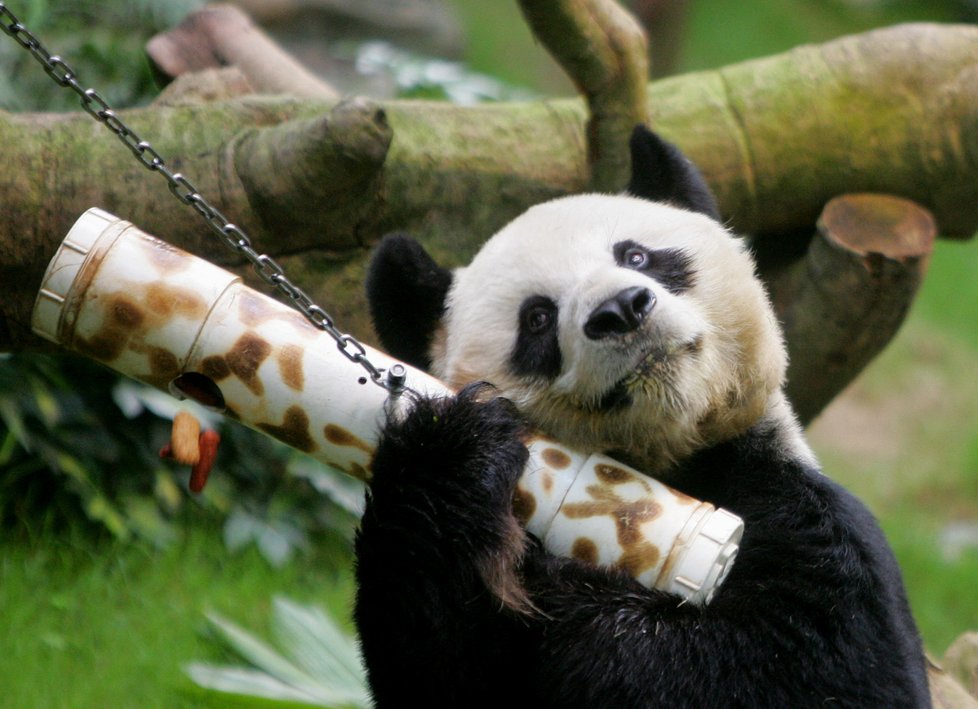V Hongkongu zemřela nejstarší žijící panda velká, bylo jí 35 let.