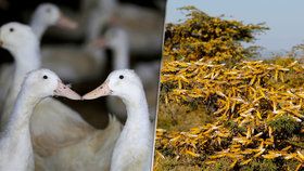 Čína vyšle do boje proti kobylkám kachny. Jsou účinnější než pesticidy