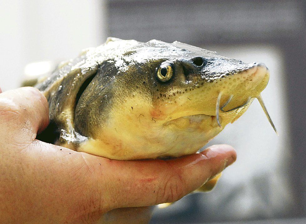 Na jaře v Praze dochází k masovému úhynu ryb. (ilustrační foto)