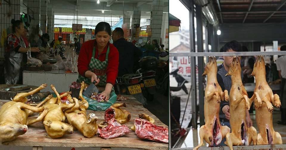 V čínském Jü-linu jsou denně povražděny stovky koček a psů.
