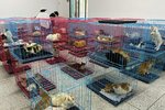 Kamion smrti v Číně přepravoval přes tisíc ukradených psů a koček.