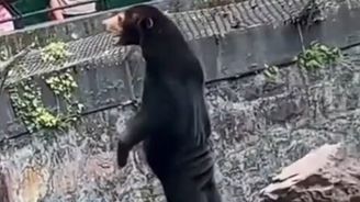 Medvěd, nebo člověk v převleku? Čínská zoo ujišťuje, že jde o skutečné zvíře. Posuďte sami 