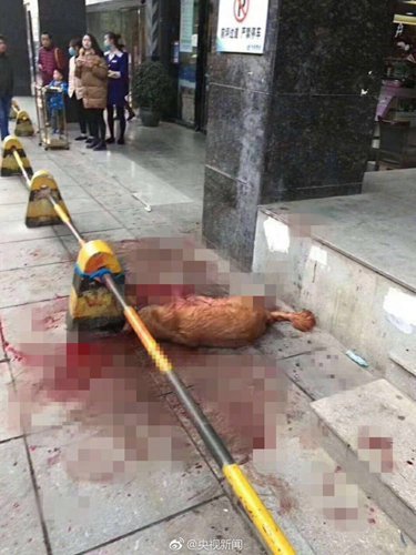 Čínský policista na ulici umlátil psa, tyčí ho bil dlouhé tři hodiny.