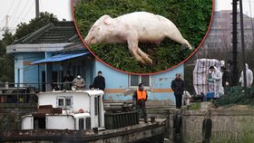 Z čínské řeky Chuang-pchu vylovili již přes 2800 mrtvých vepřů