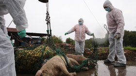 Již 13 tisíc mrtvých prasat vylovili z řeky Chuang-Pchu v Číně