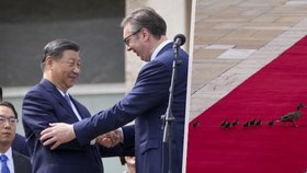 Čínského prezidenta nadšeně vítali v Srbsku. Ceremonii narušila divoká zvěř, z koberce ji vyhnali.