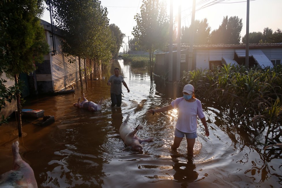 Při záplavách v čínské vesnici Wangfan zasáhla povodňová voda prasečí farmu