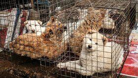 Čína odstartovala svůj každoroční odporný festival, trhovci zabijí a prodají k jídlu tisíce týraných psů