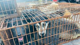 Čína odstartovala svůj každoroční odporný festival, trhovci zabijí a prodají k jídlu tisíce týraných psů
