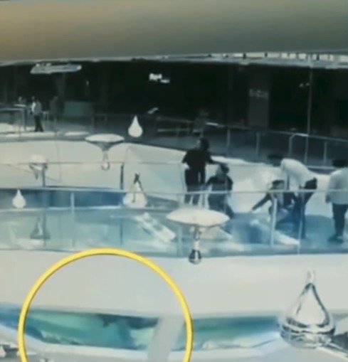 VIDEO: Žena spadla do nádrže se žraloky. Jako zázrakem přežila!