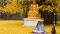 1400 let starý strom ponořil buddhistický chrám do zlatého oceánu