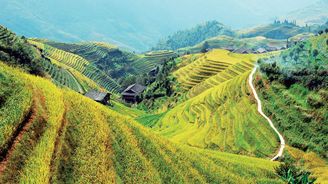 Terasovitá rýžová políčka na severovýchodě Číny tvoří malebnou scenerii, která však skrývá těžkou dřinu