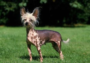 Čínský chocholatý pes je vždy v dobré náladě.