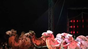 Tragédie v českém cirkuse: Velbloud dokousal zaměstnance (†59) k smrti?!