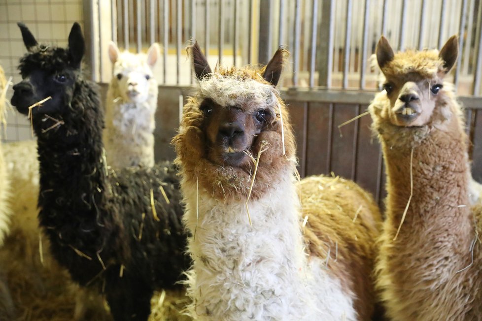 Cirkus Berousek po 101 letech končí s kočováním