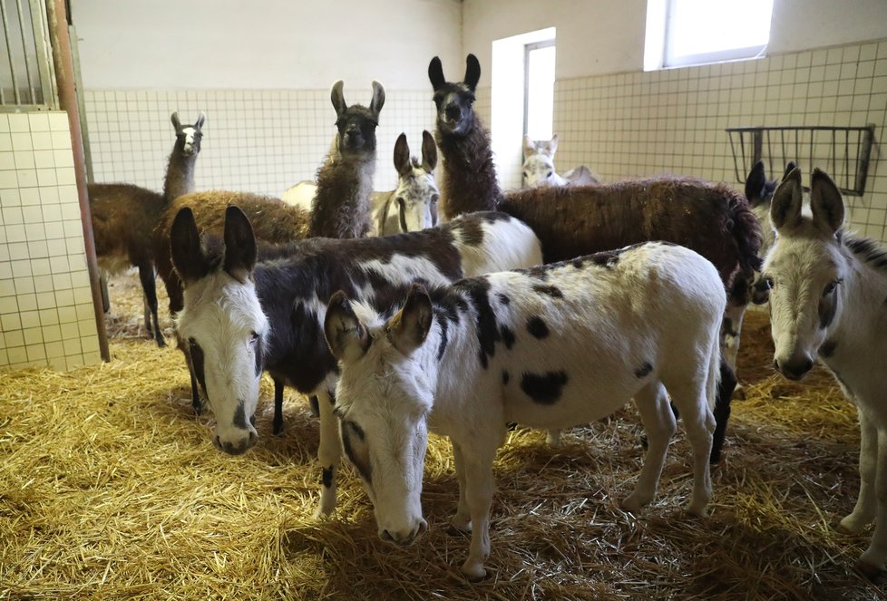 Cirkus Berousek po 101 letech končí s kočováním.