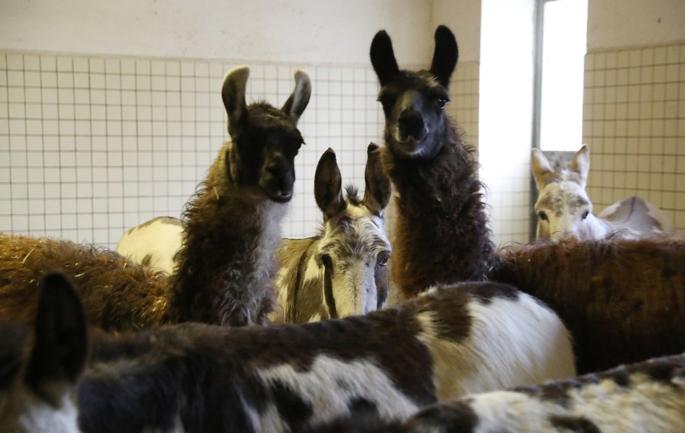 Cirkus Berousek po 101 letech končí s kočováním.