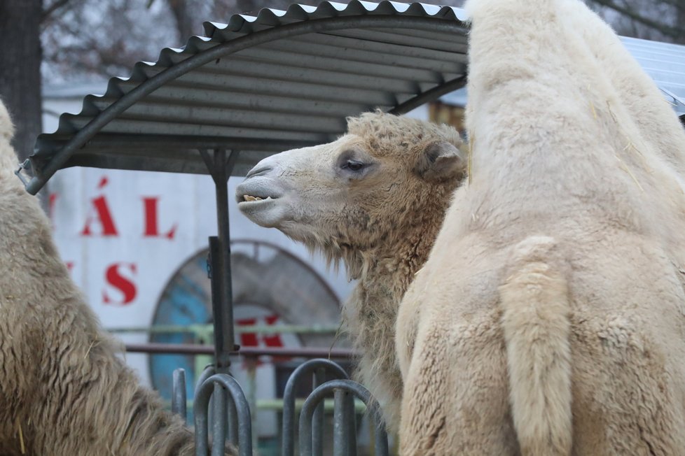 Cirkus Berousek po 101 letech končí s kočováním.