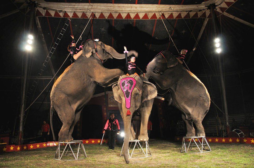 MZe navrhuje úplný zákaz vystupování a drezury zvířat v cirkusech