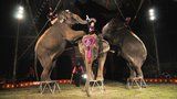 Konec zvířat v cirkusech? Ministerstvo zemědělství chce změnit zákon