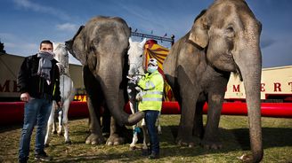 Cirkus v karanténě. Jak se žije za závorou zvířatům a lidem, kteří jsou zvyklí pořád cestovat?