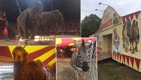 Cirkus Humberto, který se momentálně nachází v pražské Krči, pozval veřejnost do svého zázemí. Lidé si tam mohli prohlédnout, jak se pracovníci cirkusu starají o tamní zvířátka i jak probíhá výcvik.