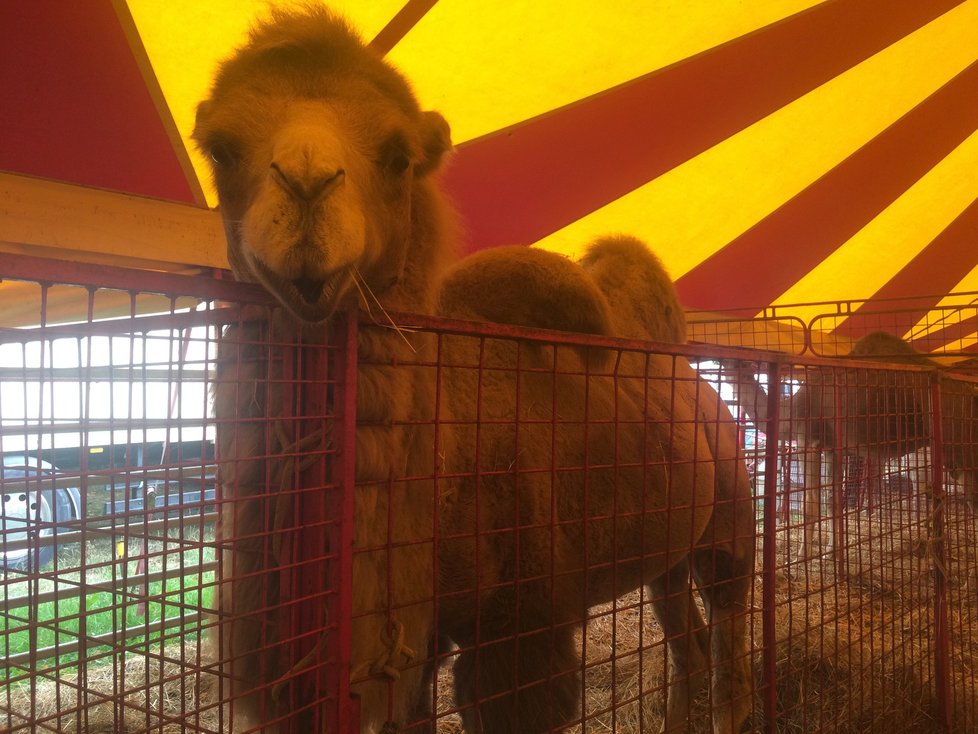 Cirkus Humberto, který se momentálně nachází v pražské Krči, pozval veřejnost do svého zázemí. Lidé si tam mohli prohlédnout, jak se pracovníci cirkusu starají o tamní zvířátka i jak probíhá výcvik.