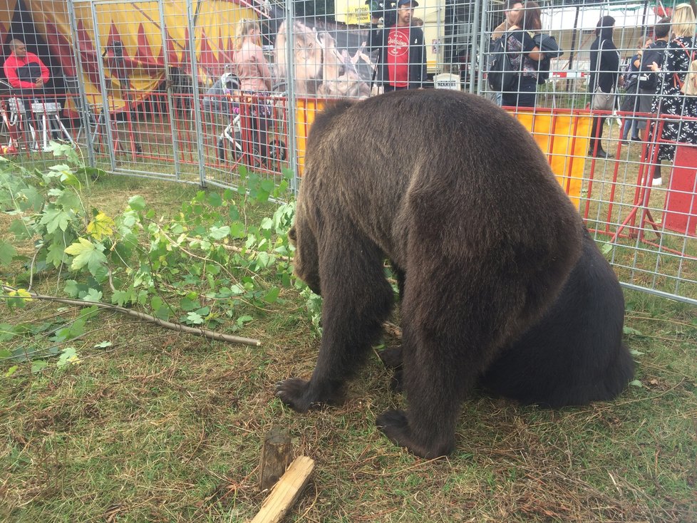 Cirkus Humberto, který se momentálně nachází v pražské Krči, pozval veřejnost do svého zázemí. Lidé si tam mohli prohlédnout, jak se pracovníci cirkusu starají o tamní zvířátka i jak probíhá výcvik.