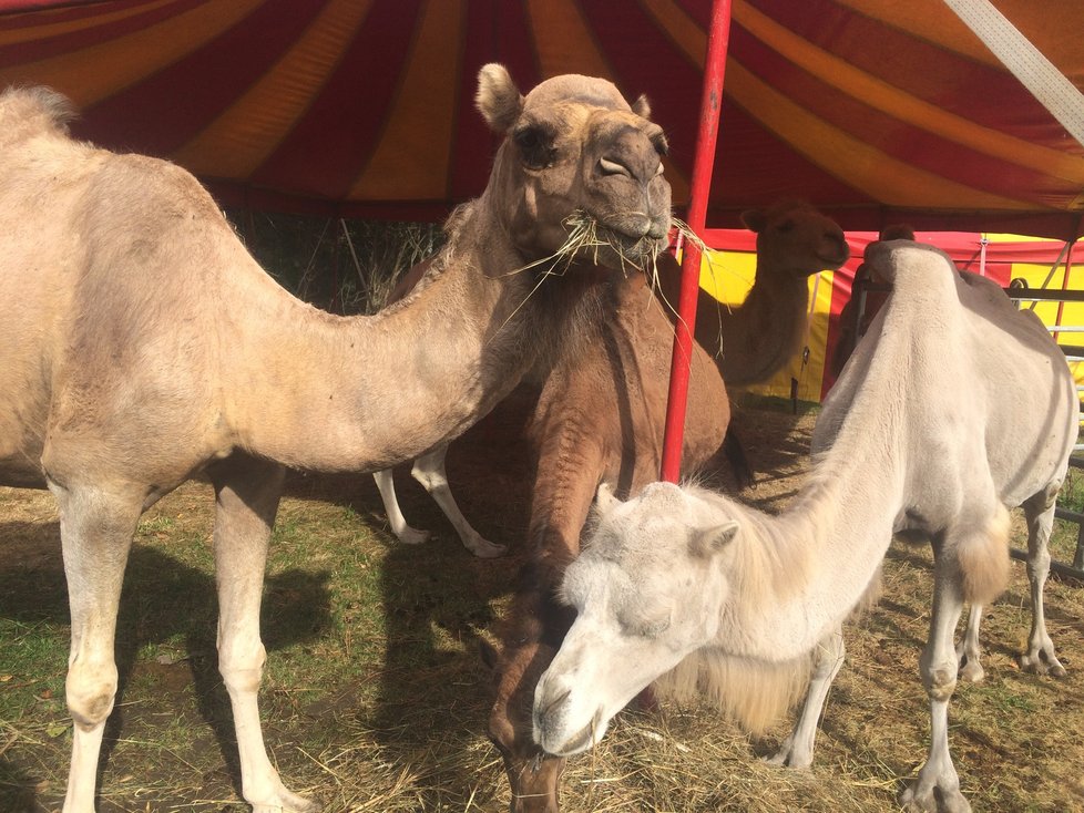 Cirkus Humberto, který se momentálně nachází v pražské Krči, pozval veřejnost do svého zázemí. Lidé si tam mohli prohlédnout, jak se pracovníci cirkusu starají o tamní zvířátka i jak probíhá výcvik.