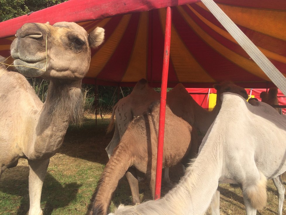 Cirkus Humberto, který se momentálně nachází v pražské Krči, pozval veřejnost do svého zázemí. Lidé si tam mohli prohlédnout, jak se pracovníci cirkusu starají o tamní zvířátka i jak probíhá výcvik.