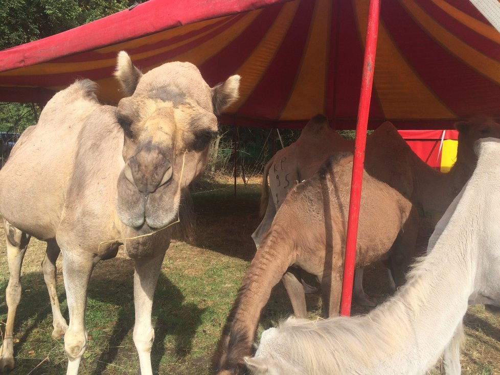 Cirkus Humberto, který se momentálně nachází v pražské Krči, pozval veřejnost do svého zázemí. Lidé si tam mohli prohlédnout, jak se pracovníci cirkusu starají o tamní zvířátka i jak probíhá výcvik.