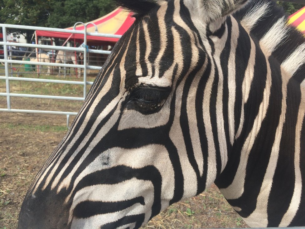 Cirkus Humberto, který se momentálně nachází v pražské Krči, pozval veřejnost do svého zázemí. Lidé si tam mohli prohlédnout, jak se pracovníci cirkusu starají o tamní zvířátka i jak probíhá výcvik.