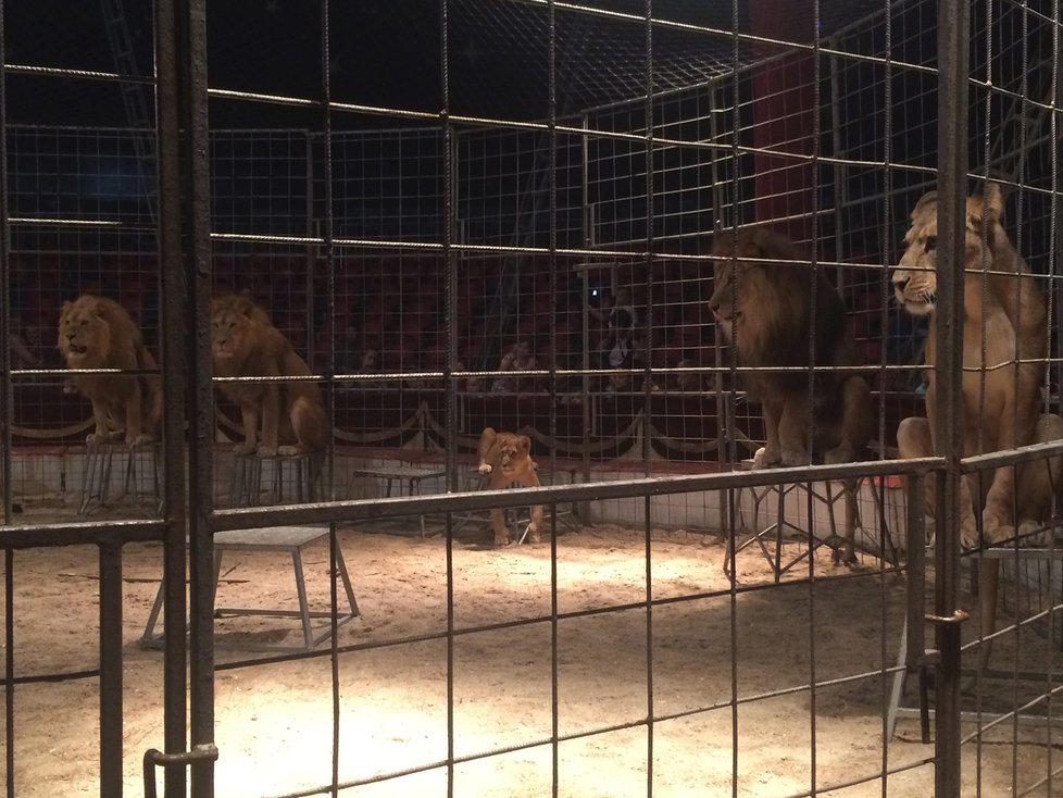 Zvířata v Cirkusu Humberto.