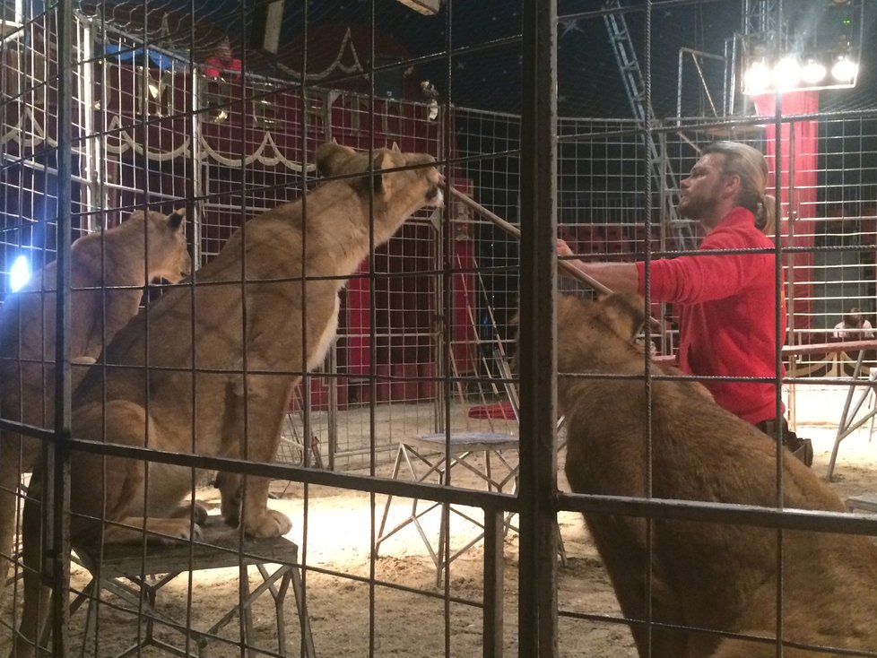 Zvířata v Cirkusu Humberto.