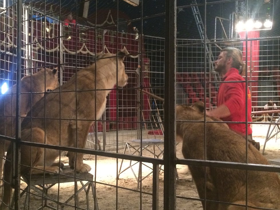 Cirkus Humberto, který se momentálně nachází v pražské Krči, pozval veřejnost do svého zázemí. Lidé si tam mohli prohlédnout, jak se pracovníci cirkusu starají o tamní zvířátka i jak probíhá výcvik.