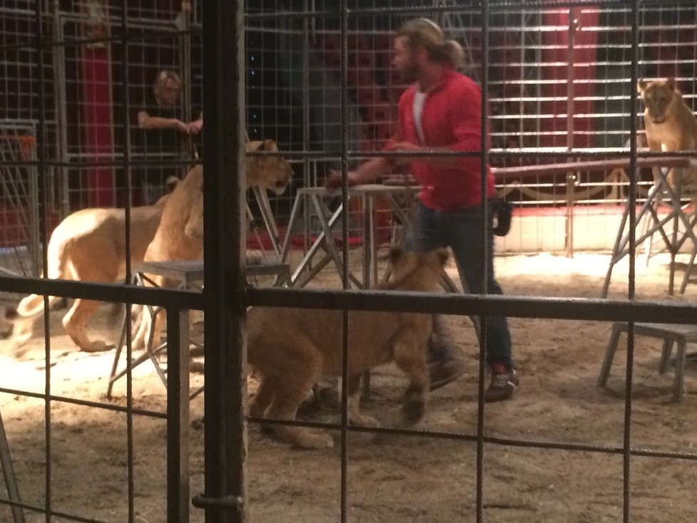 Cirkus Humberto, který se momentálně nachází v pražské Krči, pozval veřejnost do svého zázemí. Lidé si tam mohli prohlédnout, jak se pracovníci cirkusu starají o tamní zvířátka i jak probíhá výcvik.