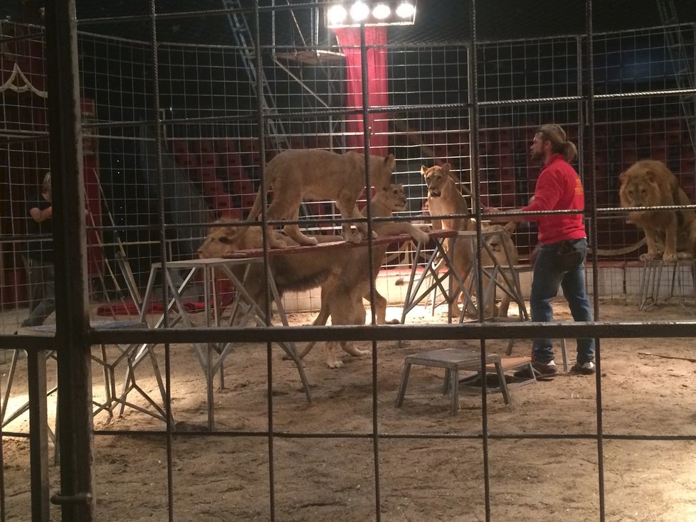 Cirkus Humberto, který se momentálně nachází v pražské Krči, pozval veřejnost do svého zázemí. Lidé si tam mohli prohlédnout, jak se pracovníci cirkusu starají o tamní zvířátka i jak probíhá výcvik.