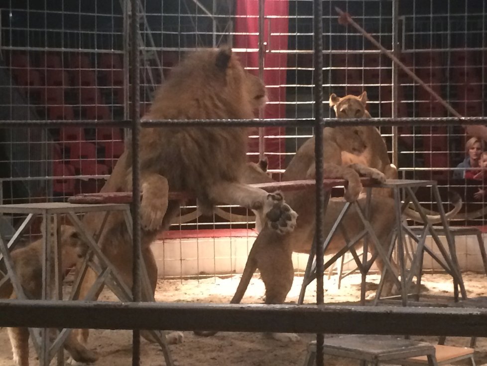 Cirkus Humberto, který se momentálně nachází v pražské Krči, pozval veřejnost do svého zázemí. Lidé si tam mohli prohlédnout, jak se pracovníci cirkusu starají o tamní zvířátka i jak probíhá výcvik.