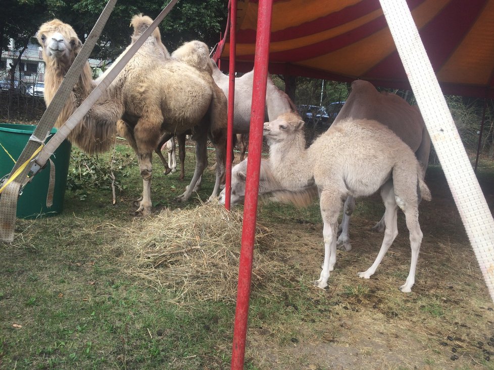 Cirkus Humberto, který se momentálně nachází v pražské Krči, pozval veřejnost do svého zázemí. Lidé si tam mohli prohlédnout, jak se pracovníci cirkusu starají o tamní zvířátka i jak probíhá výcvik.